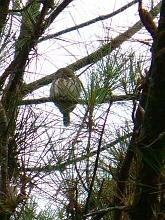 Pygmy-Owl sp